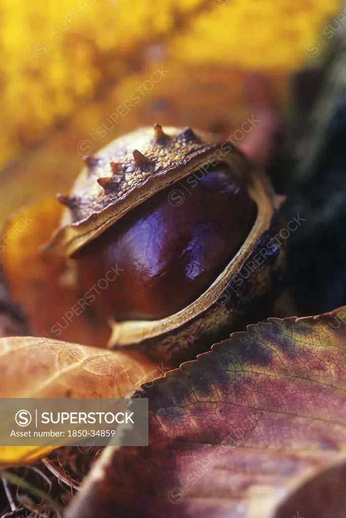 Aesculus hippocastanum, Horse chestnut, conker