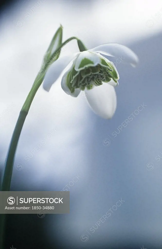 Galanthus desdemona, Snowdrop