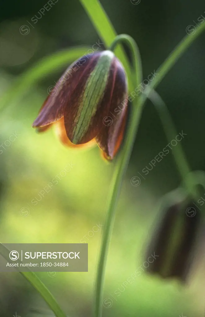 Fritillaria messanensis, Fritillary
