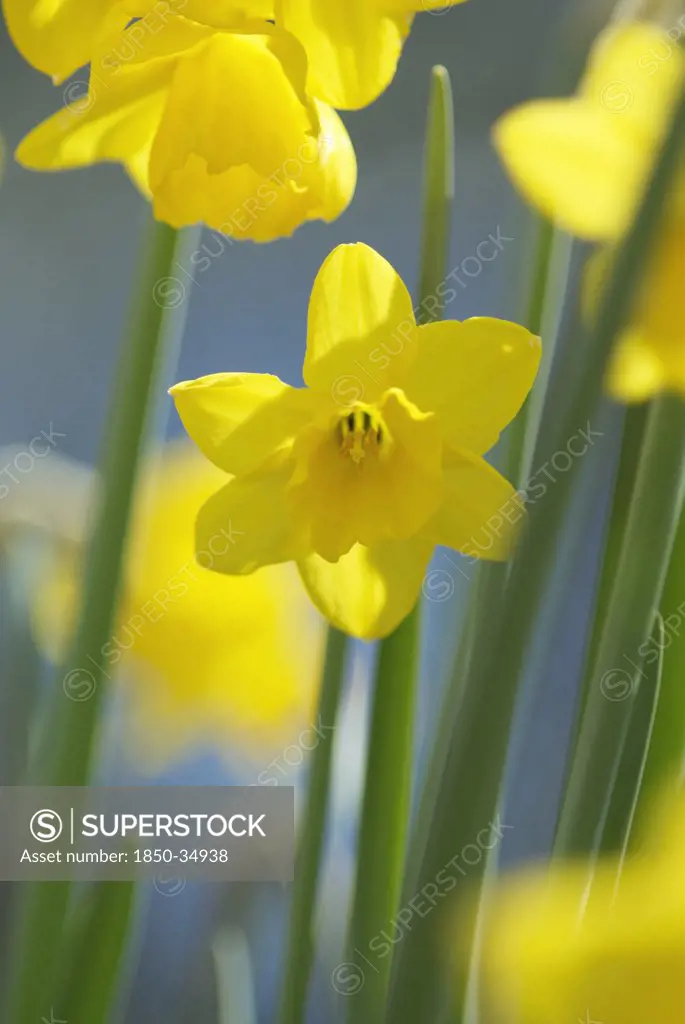Narcissus 'Tete-a-Tete', Daffodil