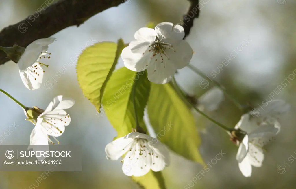 Prunus avium, Cherry, Wild Cherry