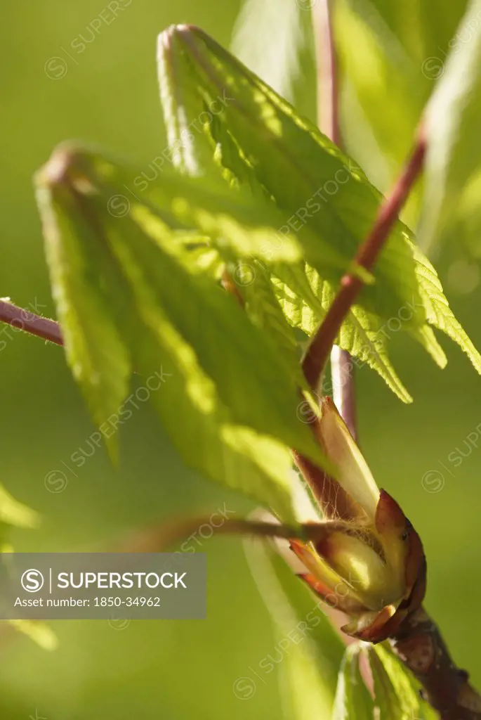 Aesculus hippocastanum, Horse chestnut