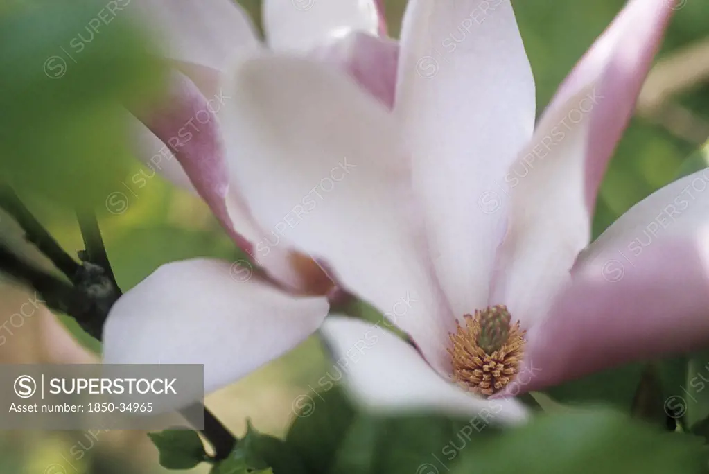 Magnolia soulangeana, Magnolia