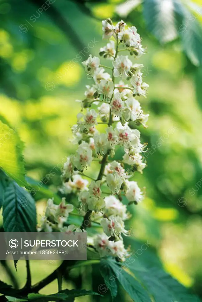 Aesculus hippocastanum, Horse chestnut