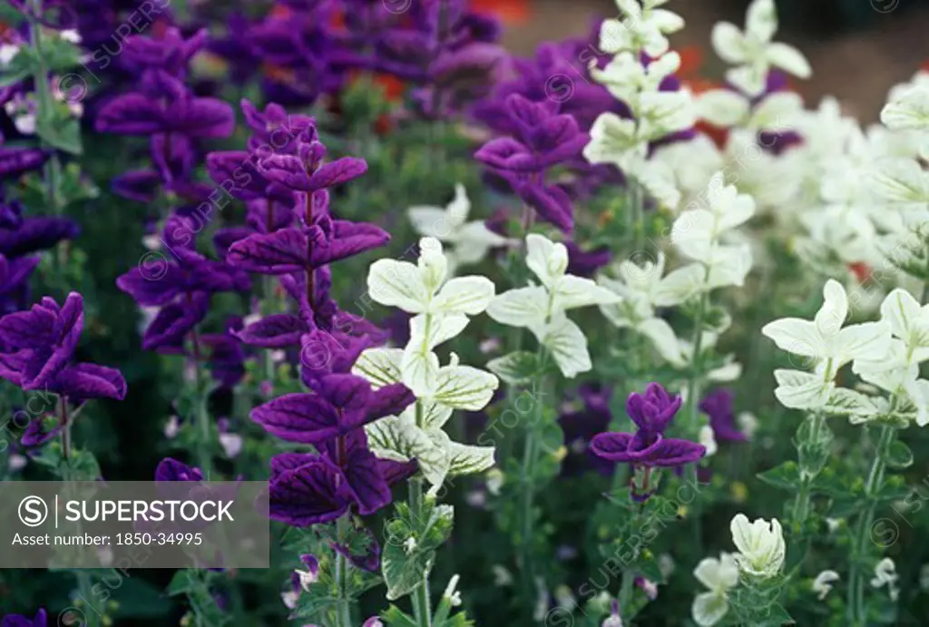 Salvia viridis 'Claryssa', Sage