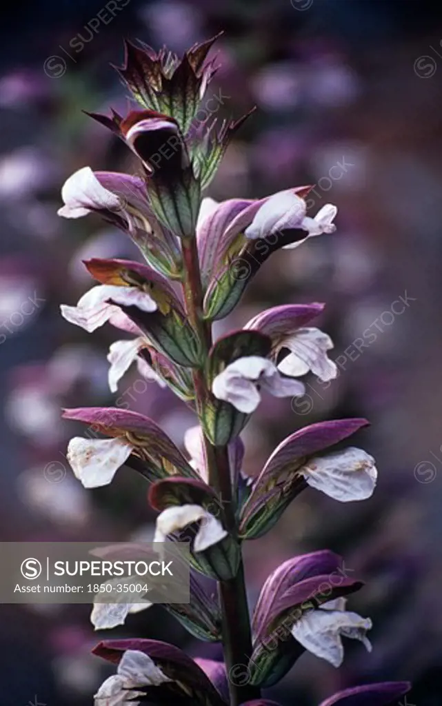 Acanthus spinosus, Bear's breeches