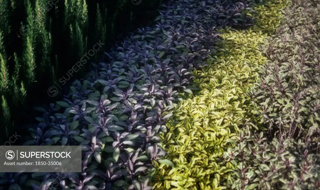 Salvia officinalis 'Purpurascens', Sage, Purple sage