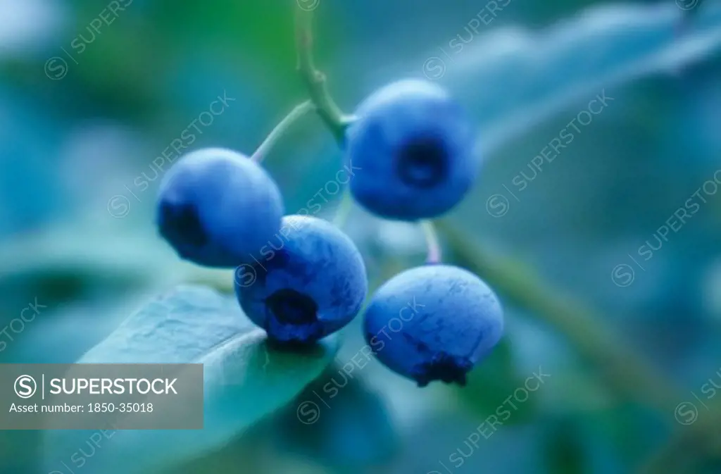 Vaccinium, Blueberry