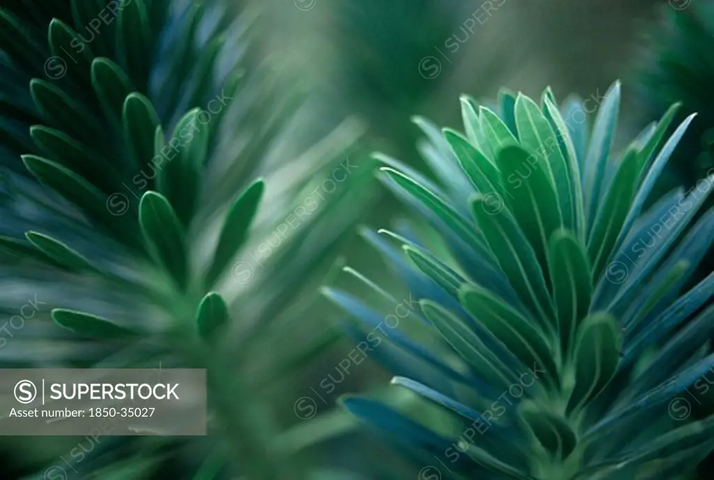 Euphorbia characias, Euphorbia, Spurge
