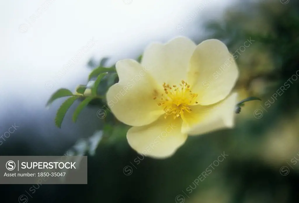 Rosa 'Canary bird', Rose