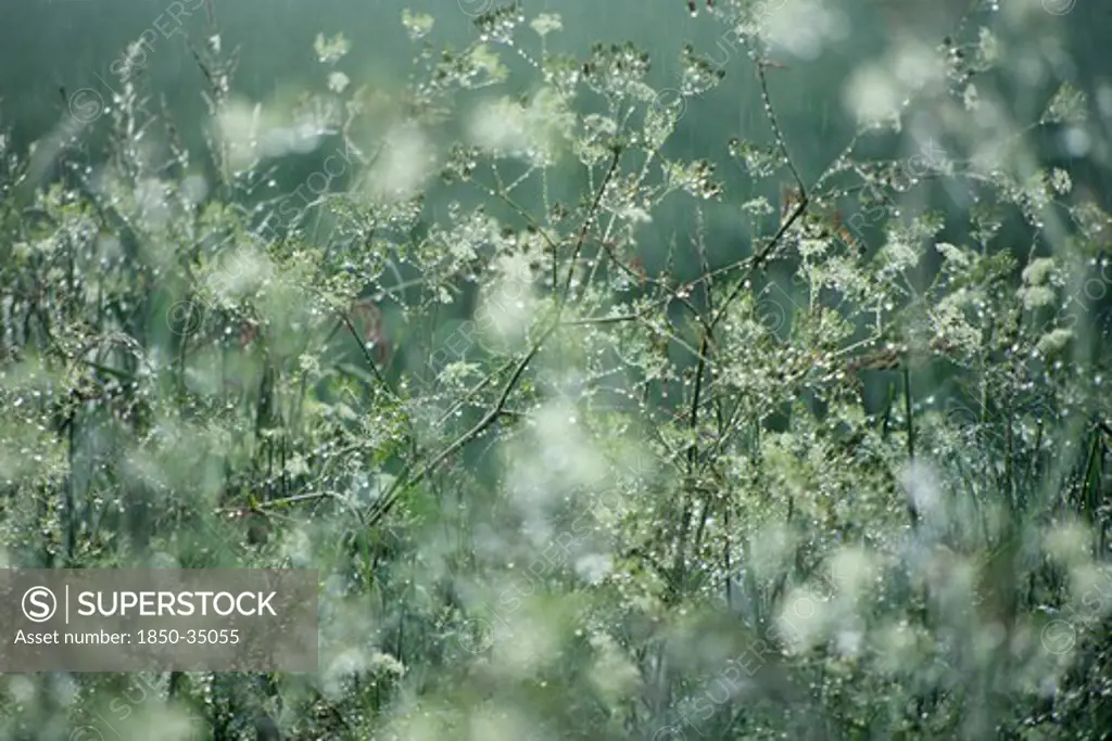 Anthriscus sylvestris, Cow parsley