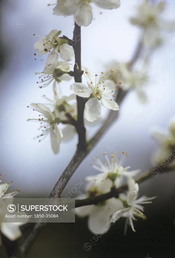 Prunus cerasifera, Cherry plum