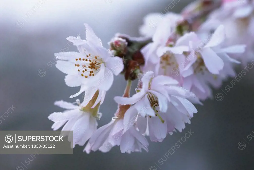 Prunus subhirtella 'Autumnalis', Cherry, Autumn flowering cherry