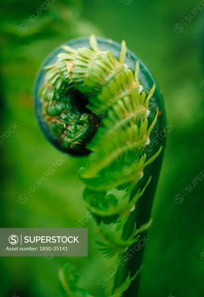 Athyrium, variey not identified, Fern, Lady fern