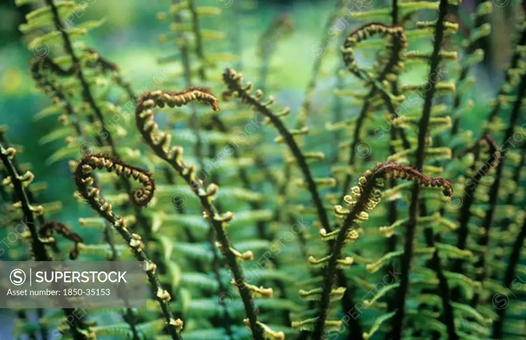 Dryopteris wallichiana, Fern, Wallich's wood fern