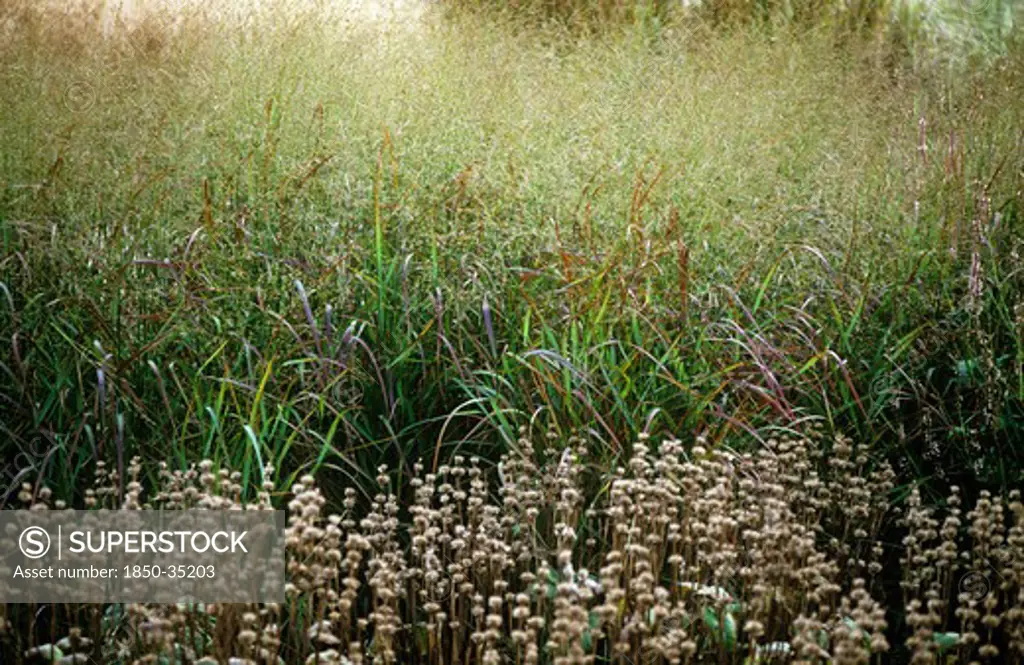 Molinia caerulea 'Transparent', Purple Moor Grass
