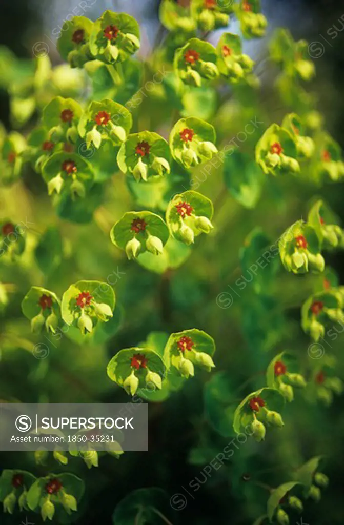Euphorbia martinii, Euphorbia, Spurge