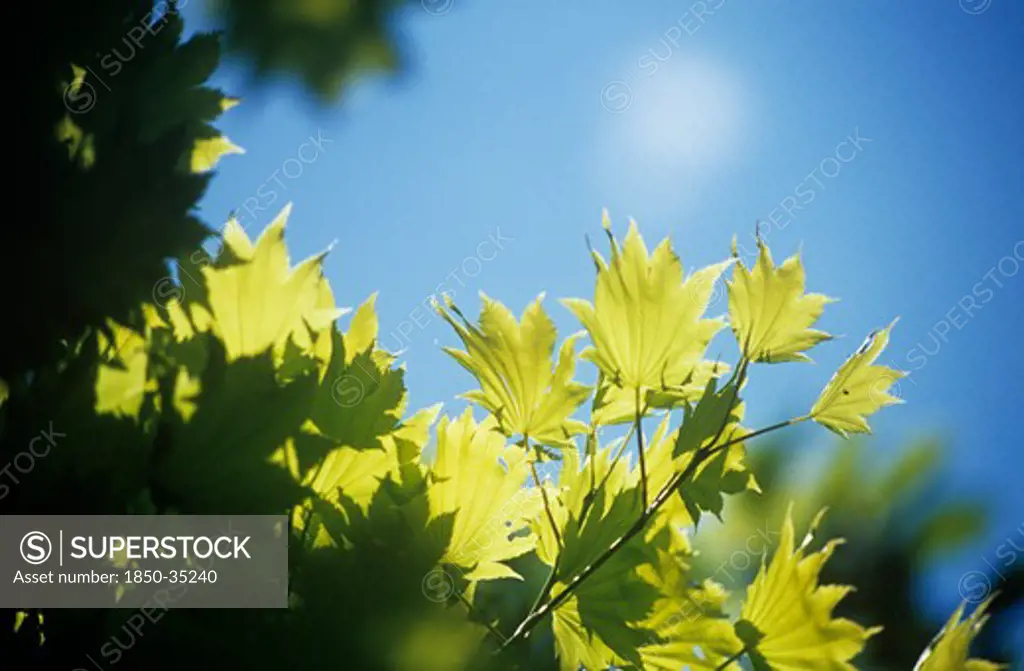 Acer japonicum 'Vitifolium', Japanese maple