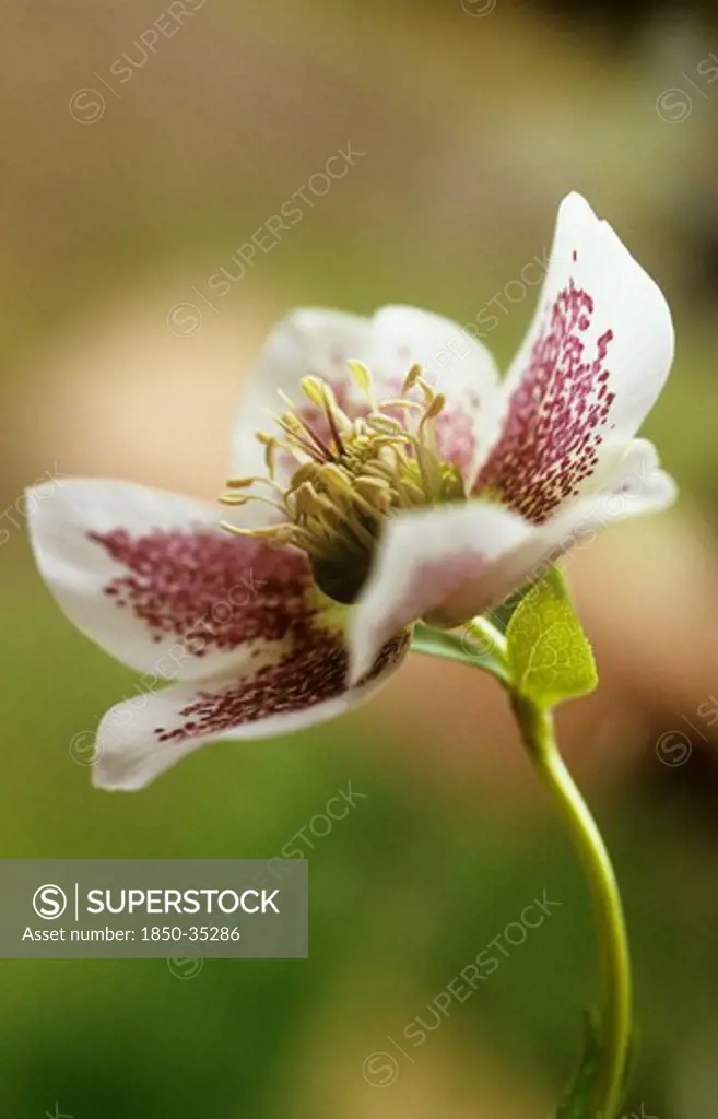 Helleborus hybridus, Hellebore