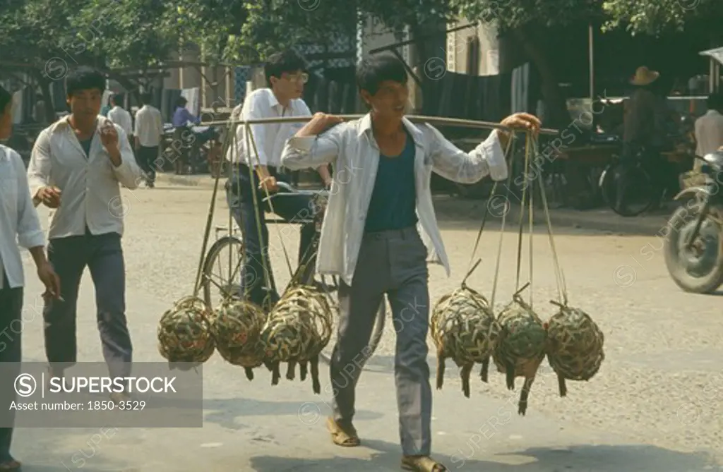 China, Guangxi Province, Rongshui, Man Carrying Pigs To Market In Baskets Hung From Pole Over His Shoulders.  Passing Cyclist.