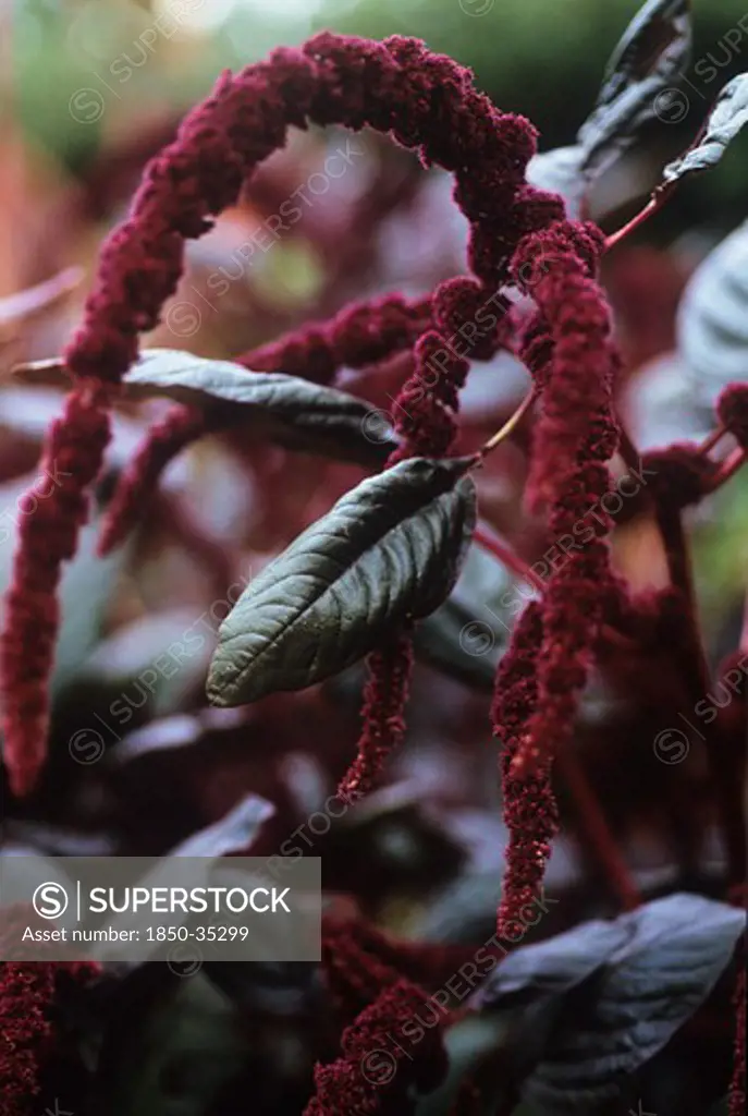 Amaranthus caudatus, Love-lies-bleeding