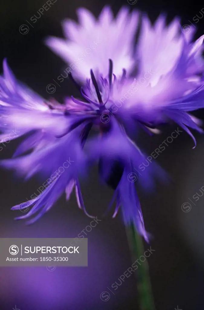 Centaurea cyanus, Cornflower