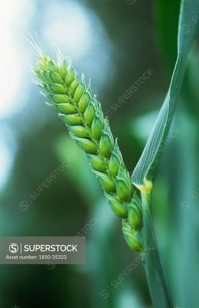 Triticum aestivum 'Squareheads monster', Wheat, Bread wheat