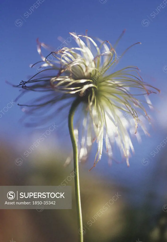 Pulsatilla vulgaris, Pasque flower