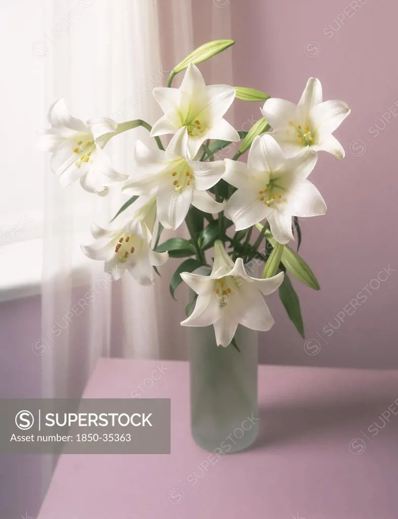 Lilium longiflorum, Lily, Easter lily