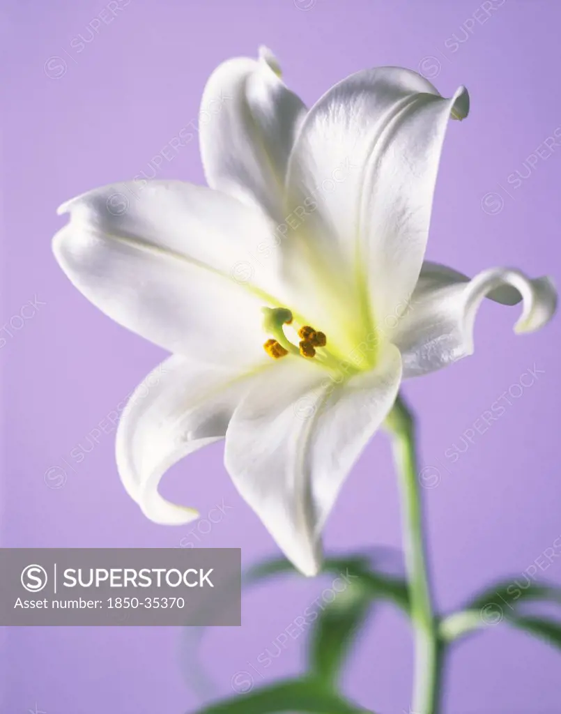 Lilium longiflorum, Lily, Easter lily