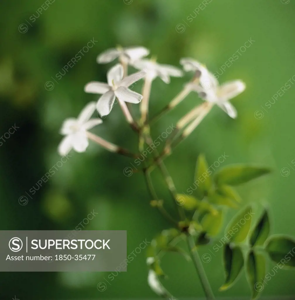 Jasminum polyanthum, Jasmine