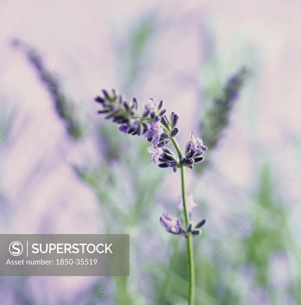 Lavandula augustifolia, Lavender