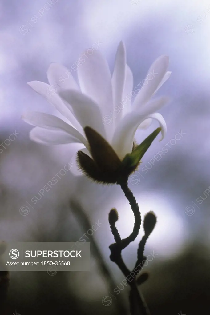Magnolia stellata, Star magnolia