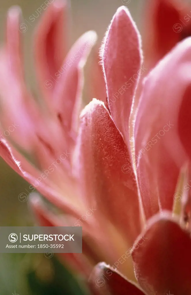 Protea eximia, Protea