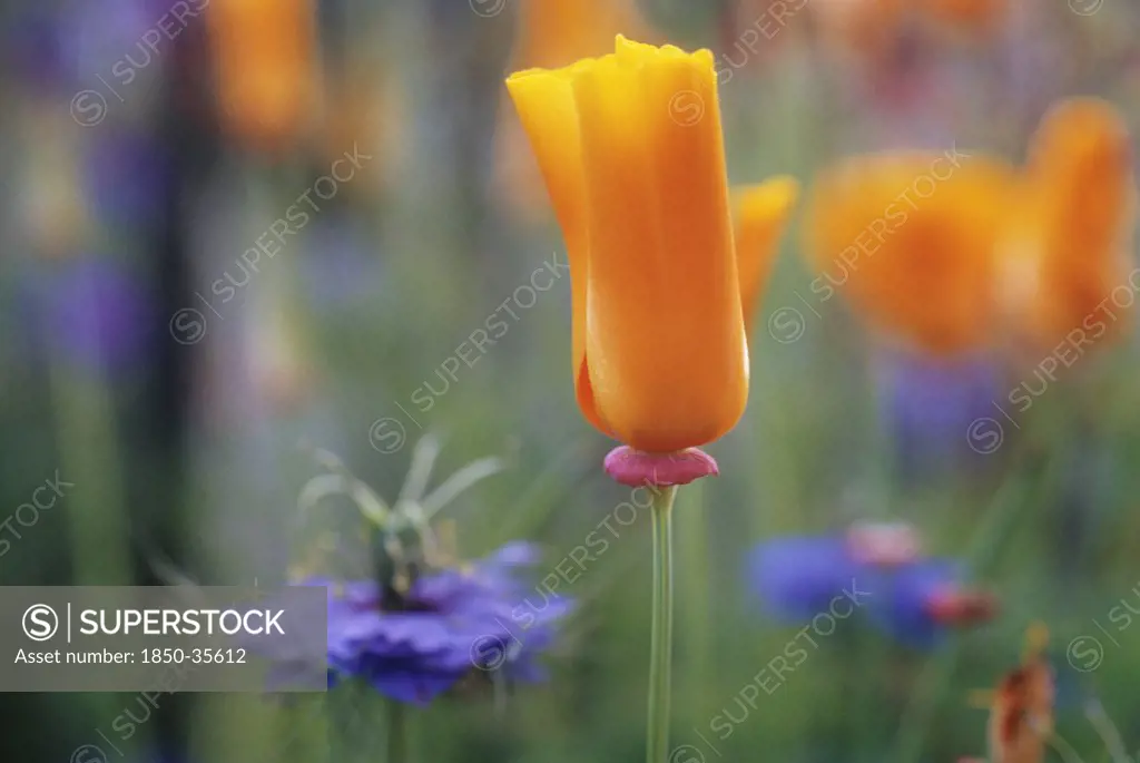 Eschscholzia californica, Poppy, Californian poppy