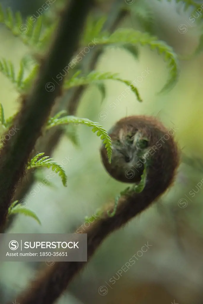 Dicksonia antartica, Fern, Tree fern