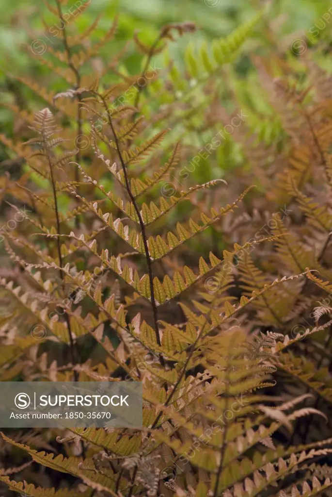 Dryopteris erythrosora, Japanese Shield Fern, Autumn Fern
