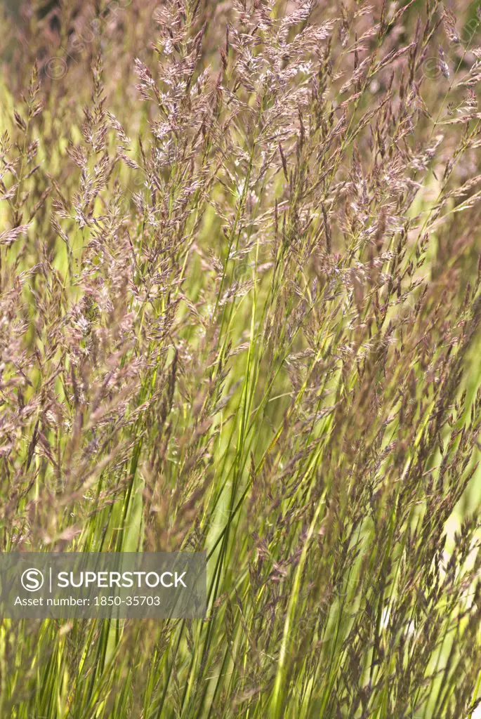Calamagrostis brachytricha, Stipa brachytricha, Korean feather reed grass