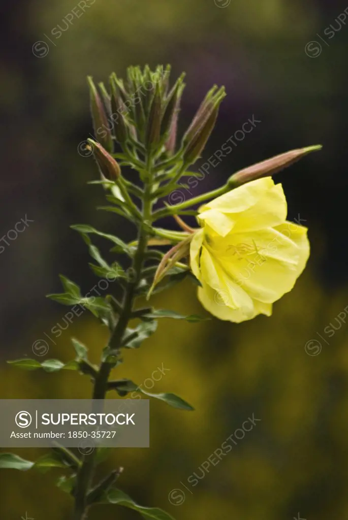 Oenothera biennis, Evening primrose