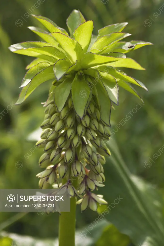 Eucomis pallidiflora, Pineapple flower