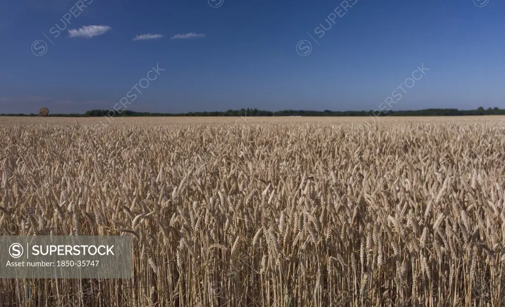 Triticum aestivum, Wheat, Bread wheat
