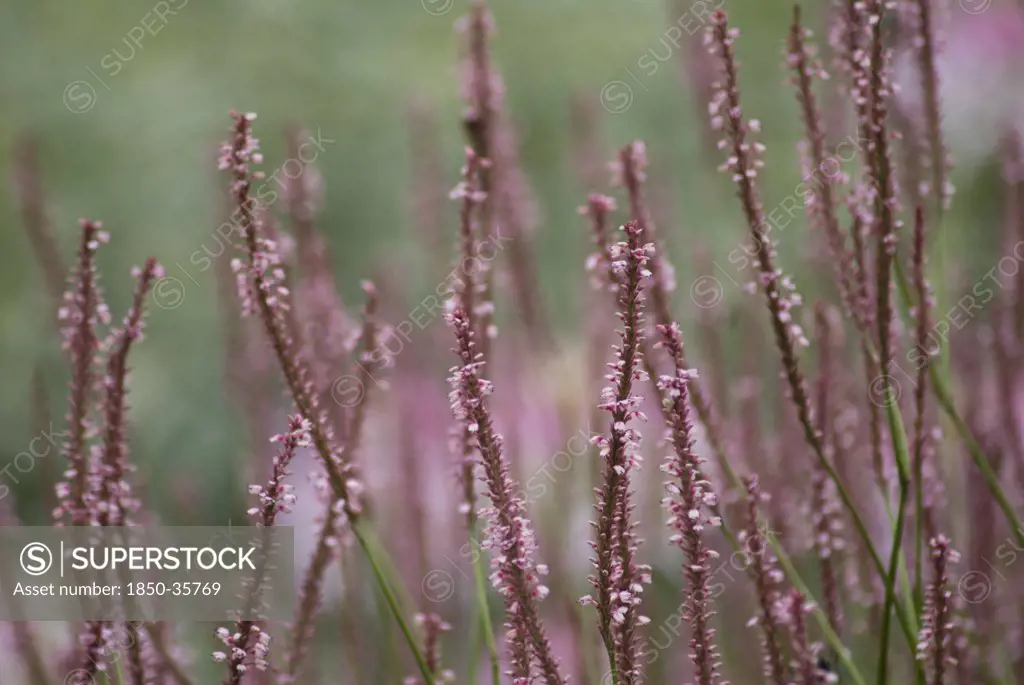 Persicaria amplexicaulis 'rosea', Bistort