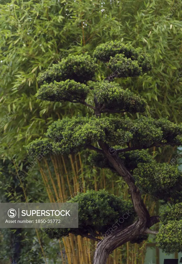 Taxus cuspidata, Bonsai, Japanese yew