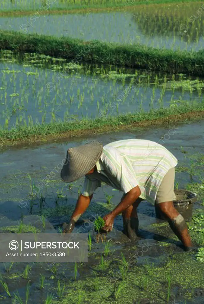 Indonesia, Bali, Ubud, Man Planting Young Rice Shoots In Paddy Field