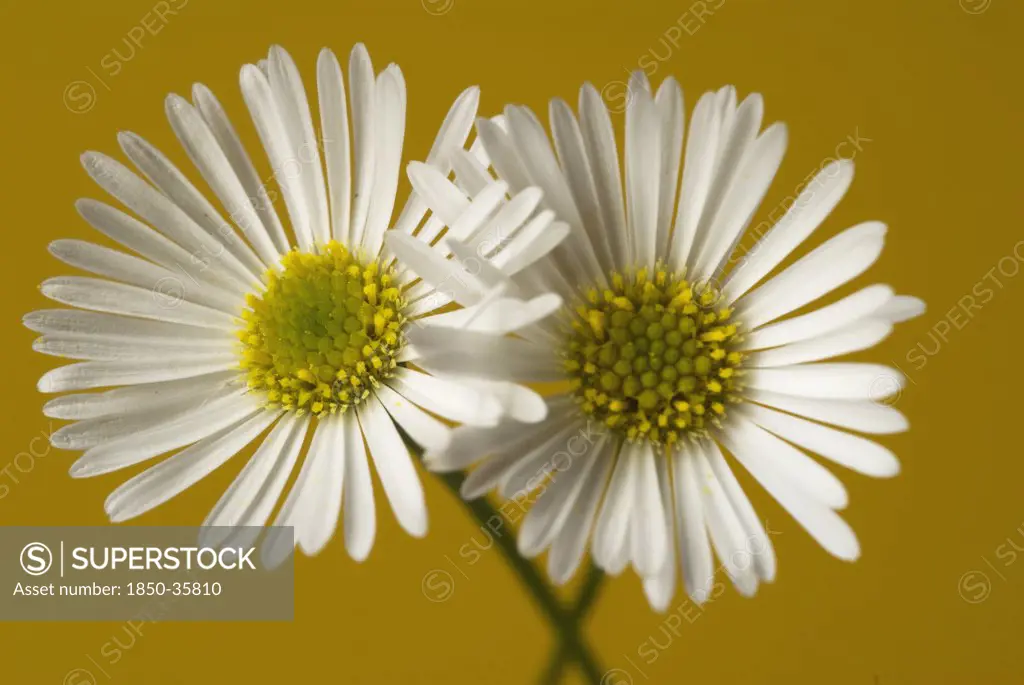 Bellis perennis, Daisy, Lawn daisy