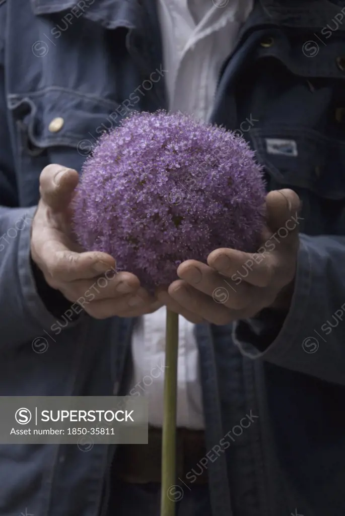 Allium giganteum, Allium