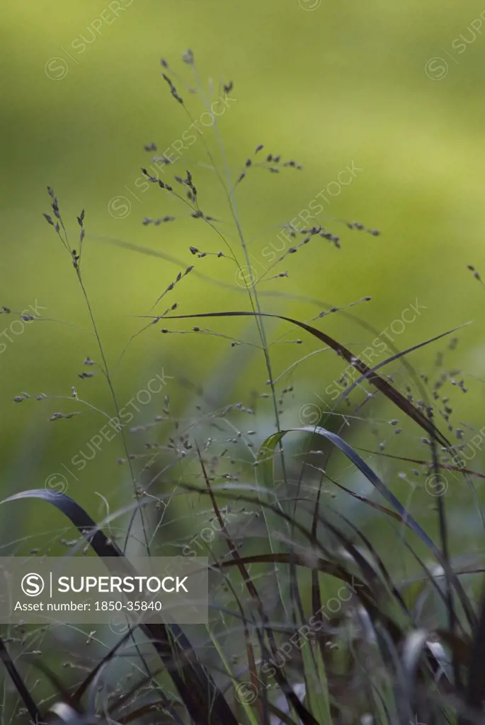 Panicum virgatum 'Squaw', Squaw switch grass
