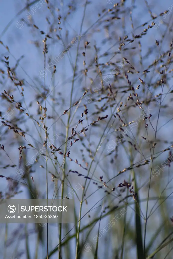 Panicum virgatum 'Prairie Sky', Switch grass