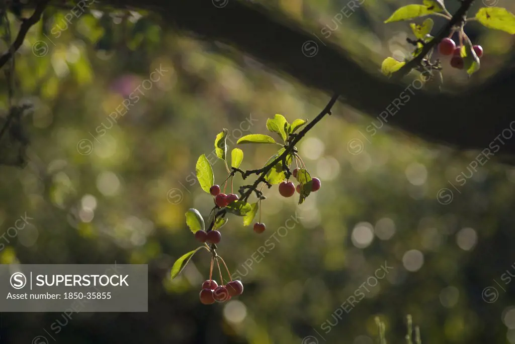Prunus avium, Cherry, Wild Cherry