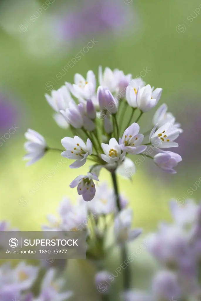 Allium neapolitanum, Allium